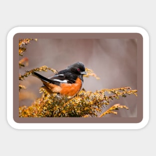 Eastern Towhee Sticker